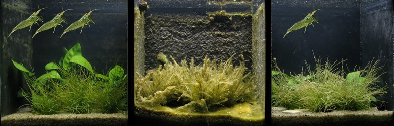 Algal Control 0 2 4 Shrimps