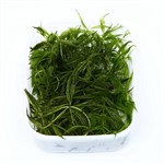 Tropica Floating Plants