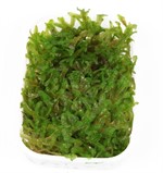 Tropica Mosses