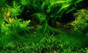 Filamentous Algae