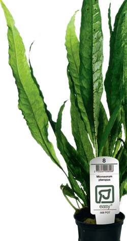 Microsorum With Tropica Label