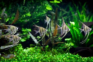 Tropica Pterophyllum Scalare