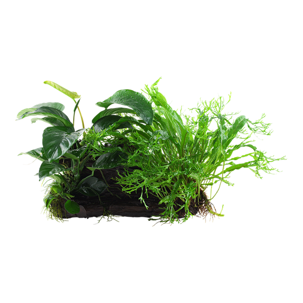 008N YWX Microsorum Anubias Duet RGB (2)